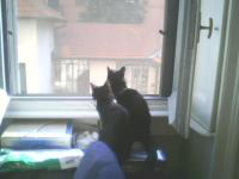 Cats