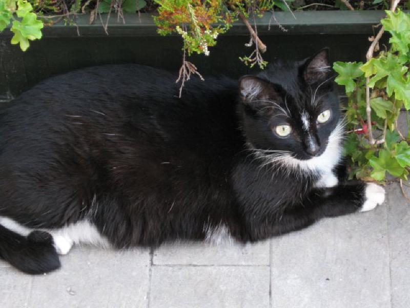 Minou